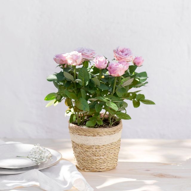 Rosier rose